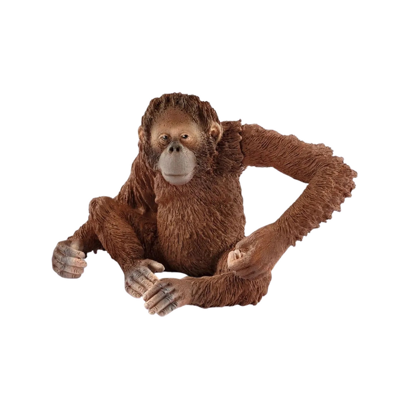 Orangutan female