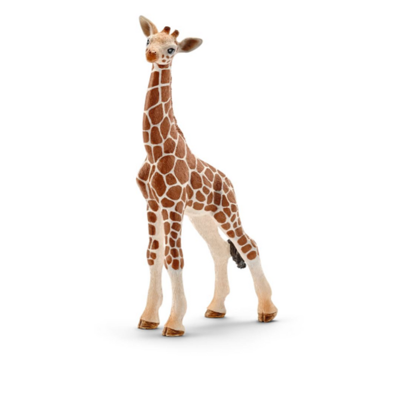 Bébé girafe