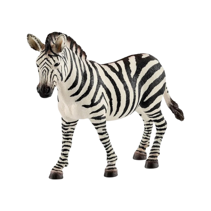 Zebra female